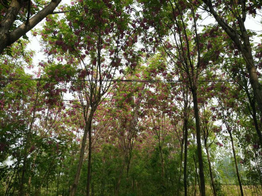 點(diǎn)擊查看詳細(xì)信息<br>標(biāo)題：香花槐 閱讀次數(shù)：1707