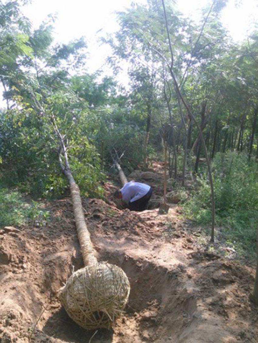 點擊查看詳細信息<br>標題：香花槐 閱讀次數(shù)：2084