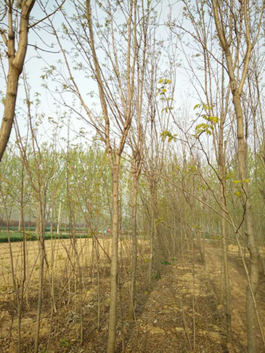 點擊查看詳細信息<br>標題：香花槐 閱讀次數(shù)：2200