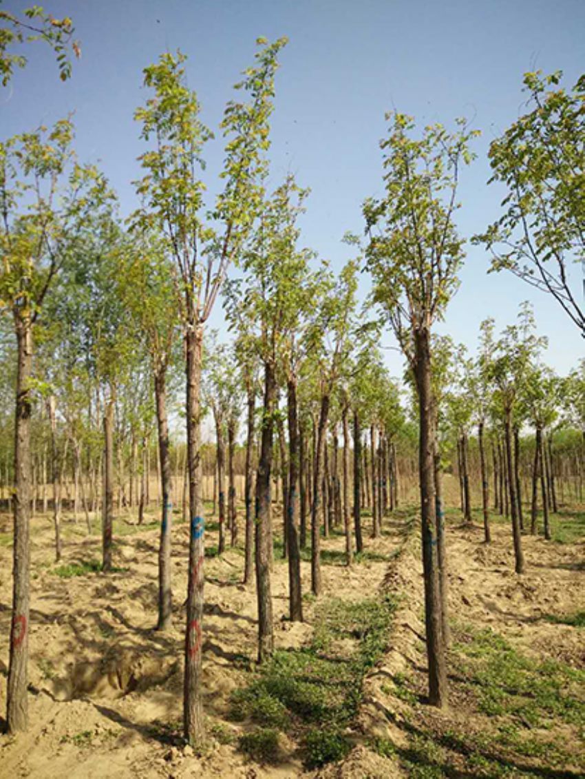 點擊查看詳細信息<br>標題：香花槐 閱讀次數：3549