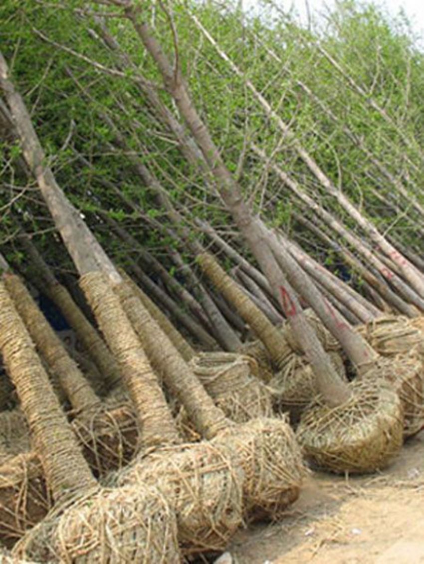 點擊查看詳細信息<br>標題：銀杏 閱讀次數：3442