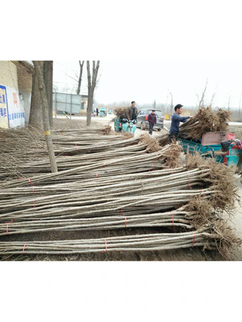 點擊查看詳細信息<br>標題：楊樹苗 閱讀次數：2322