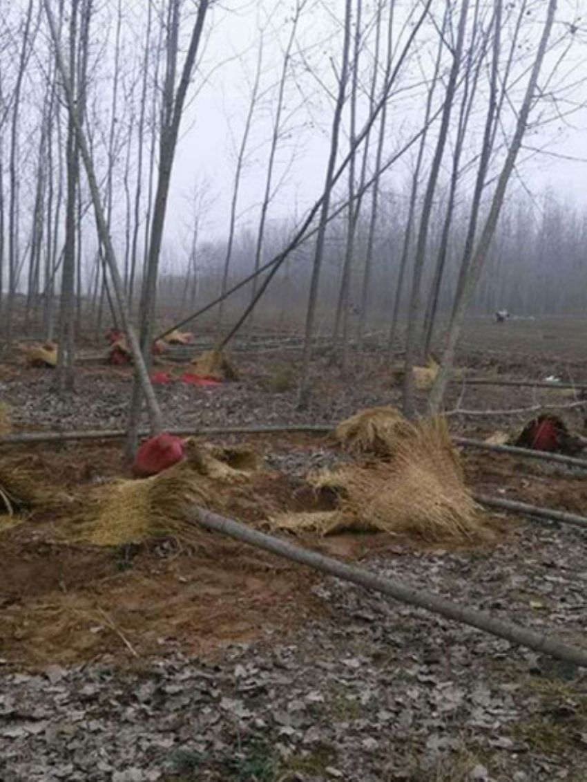 點擊查看詳細信息<br>標題：楊樹苗 閱讀次數：2086