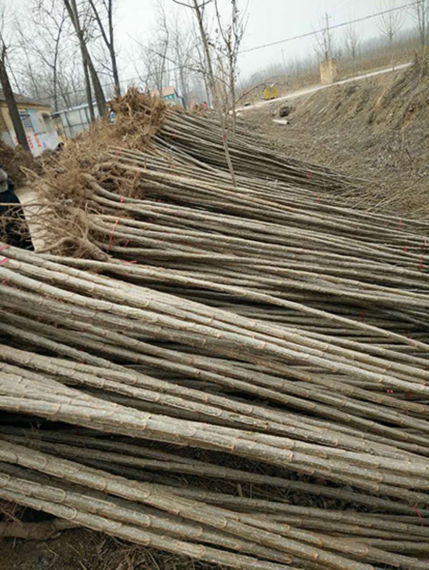 點擊查看詳細信息<br>標題：楊樹苗 閱讀次數：3389