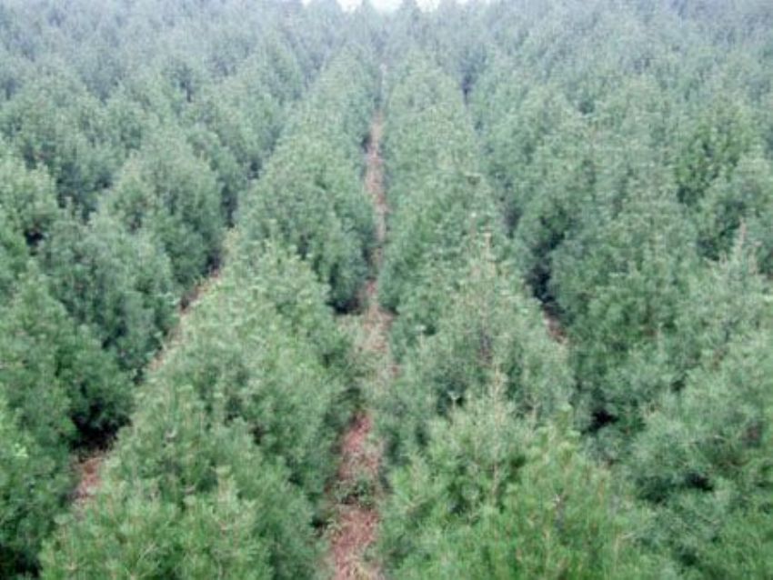 點擊查看詳細信息<br>標題：雪松 閱讀次數：3187