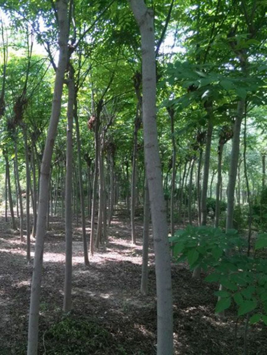 點擊查看詳細信息<br>標題：欒樹 閱讀次數：2090