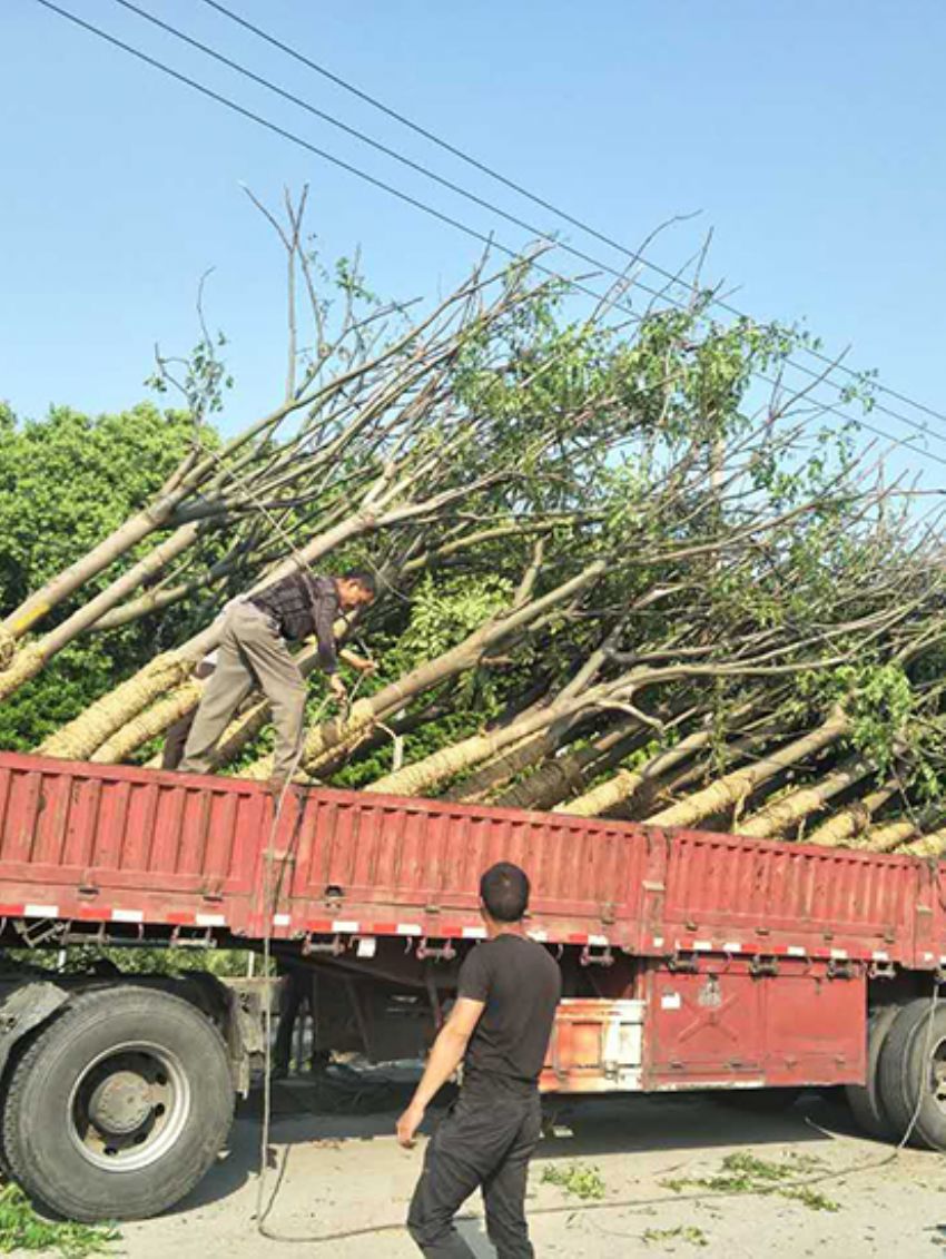 點擊查看詳細信息<br>標題：欒樹 閱讀次數：3100