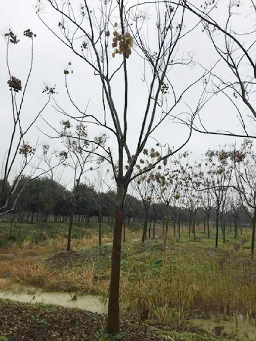 點擊查看詳細信息<br>標題：欒樹 閱讀次數：2165