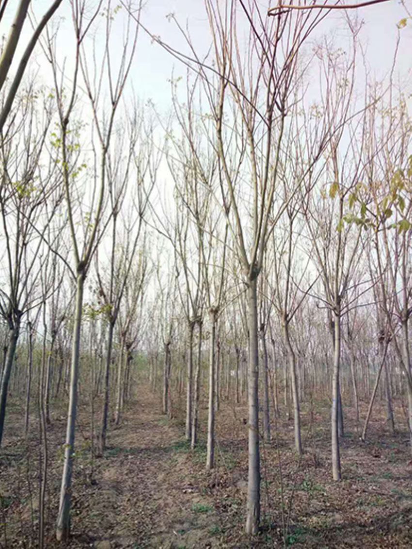 點擊查看詳細信息<br>標題：欒樹 閱讀次數：1880