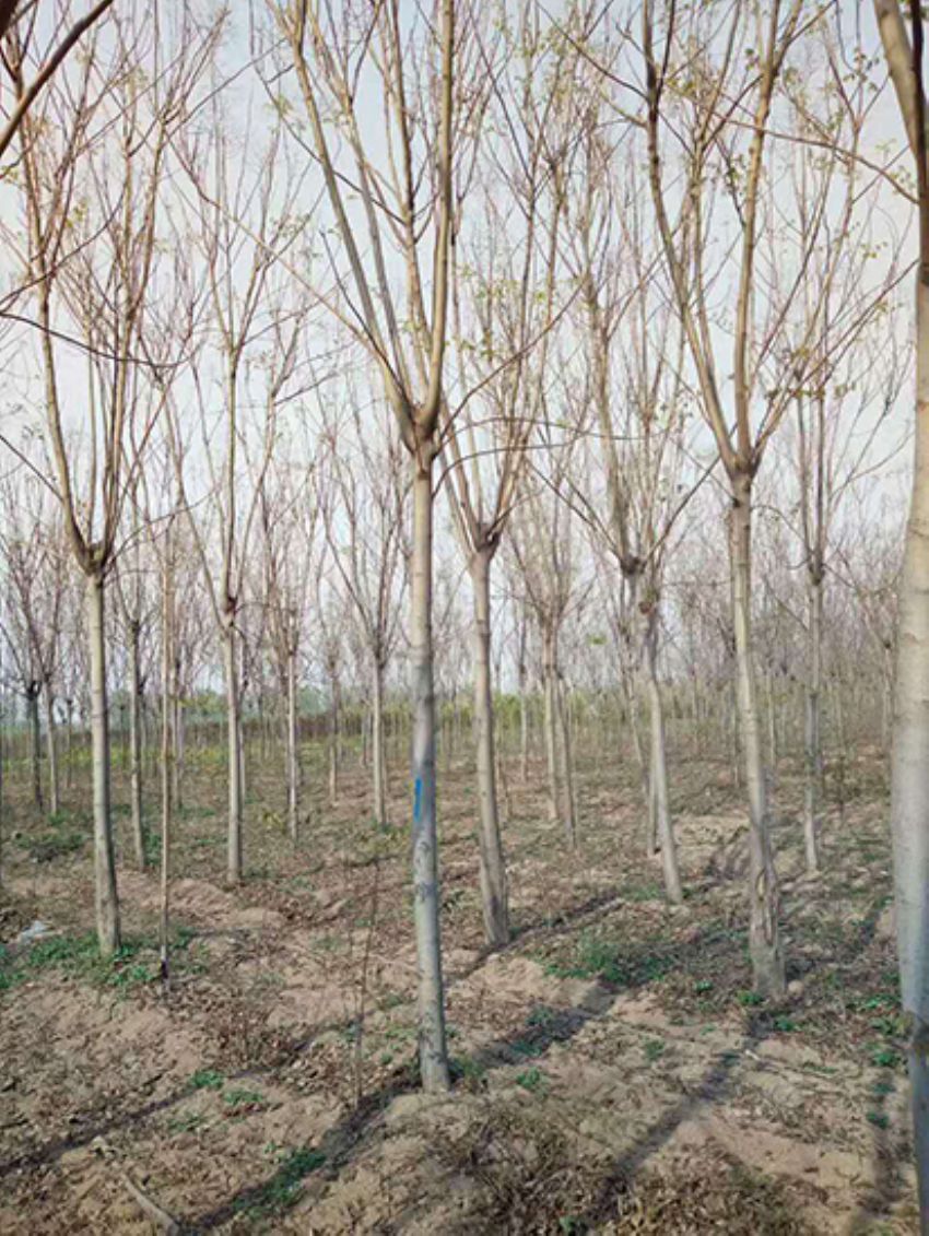 點擊查看詳細信息<br>標題：欒樹 閱讀次數：1995