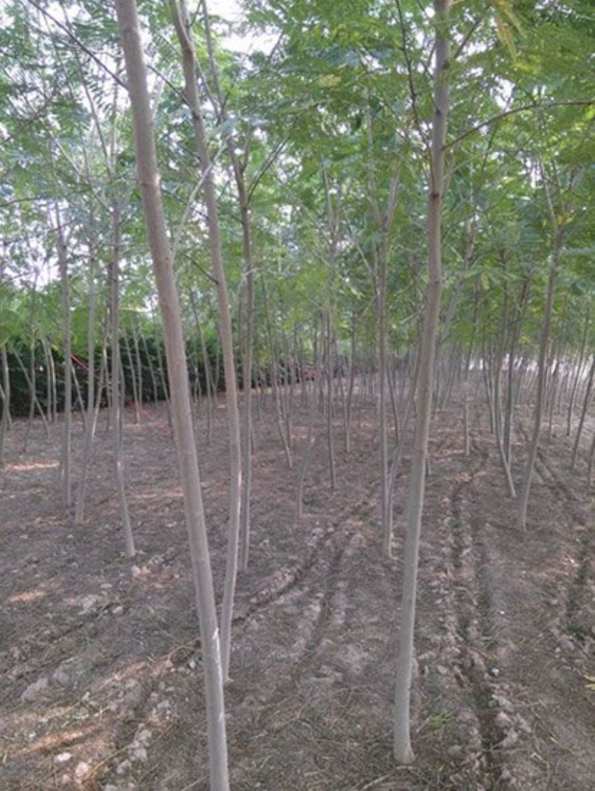 點擊查看詳細信息<br>標題：合歡 閱讀次數：1916