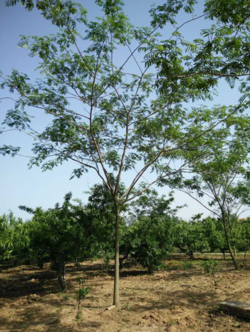 點擊查看詳細信息<br>標題：合歡 閱讀次數：2251