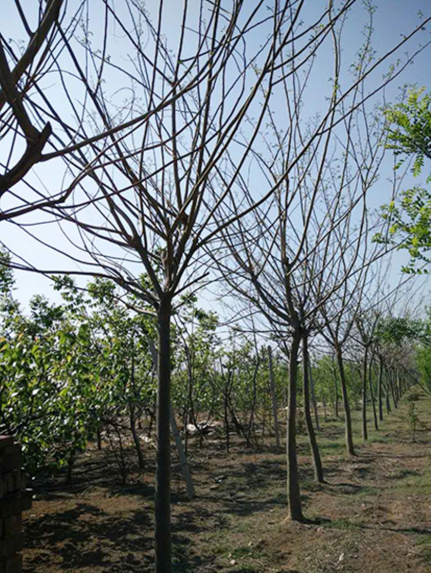 點擊查看詳細信息<br>標題：合歡 閱讀次數：2196