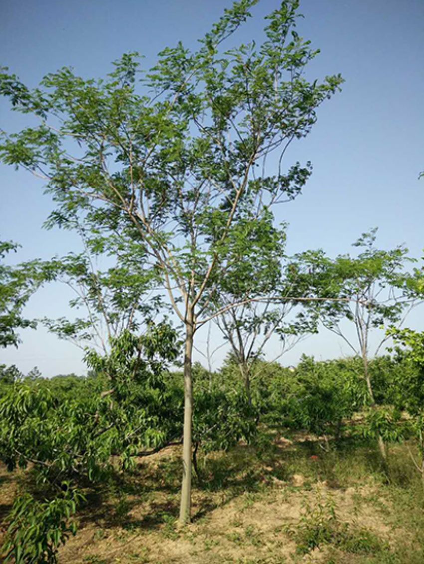 點擊查看詳細信息<br>標題：合歡 閱讀次數：3283