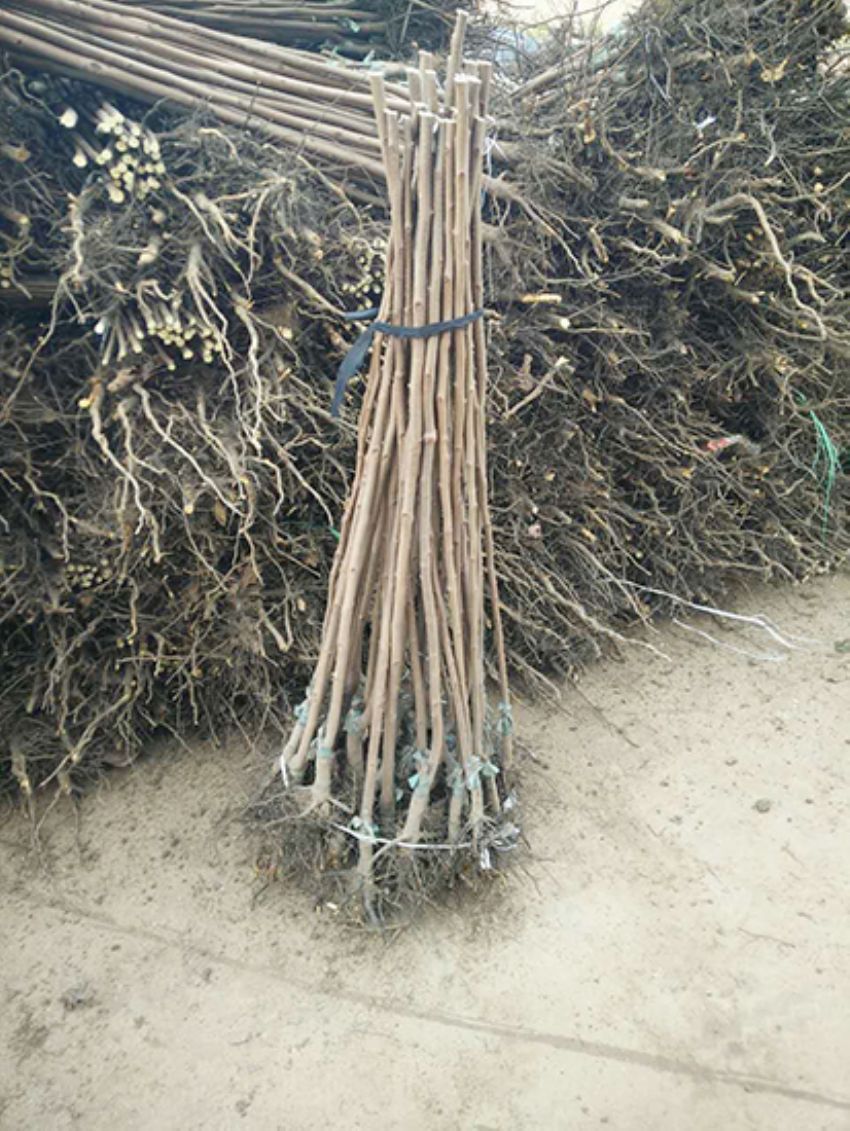 點擊查看詳細信息<br>標題：果樹-柿子樹 閱讀次數：3281