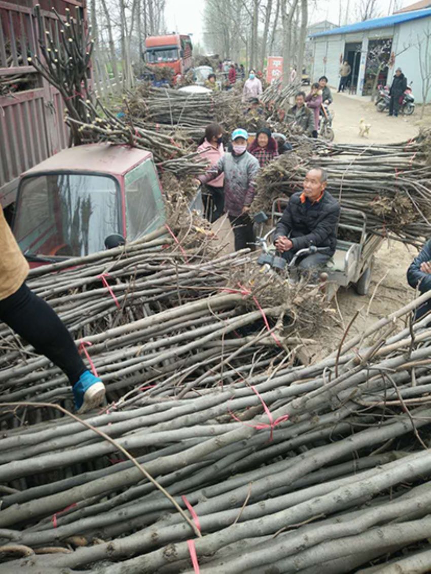 點擊查看詳細信息<br>標題：果樹-柿子樹 閱讀次數：3348