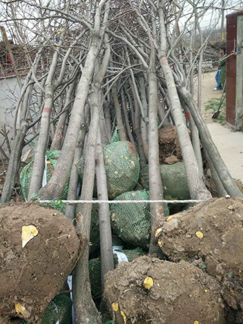 點(diǎn)擊查看詳細(xì)信息<br>標(biāo)題：果樹-柿子樹 閱讀次數(shù)：2249