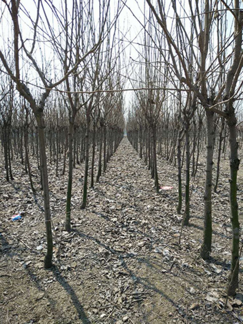 點(diǎn)擊查看詳細(xì)信息<br>標(biāo)題：果樹-柿子樹 閱讀次數(shù)：2066