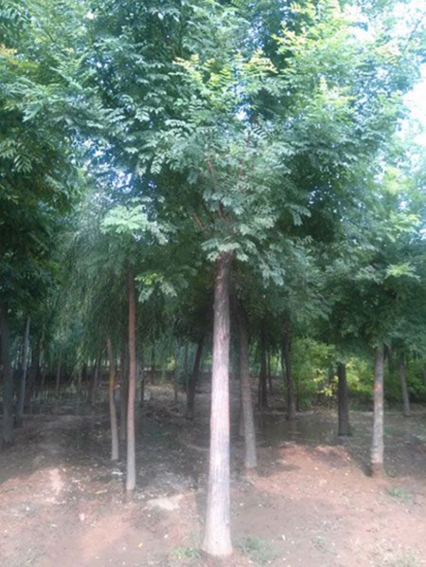 點擊查看詳細信息<br>標題：國槐 閱讀次數(shù)：2415