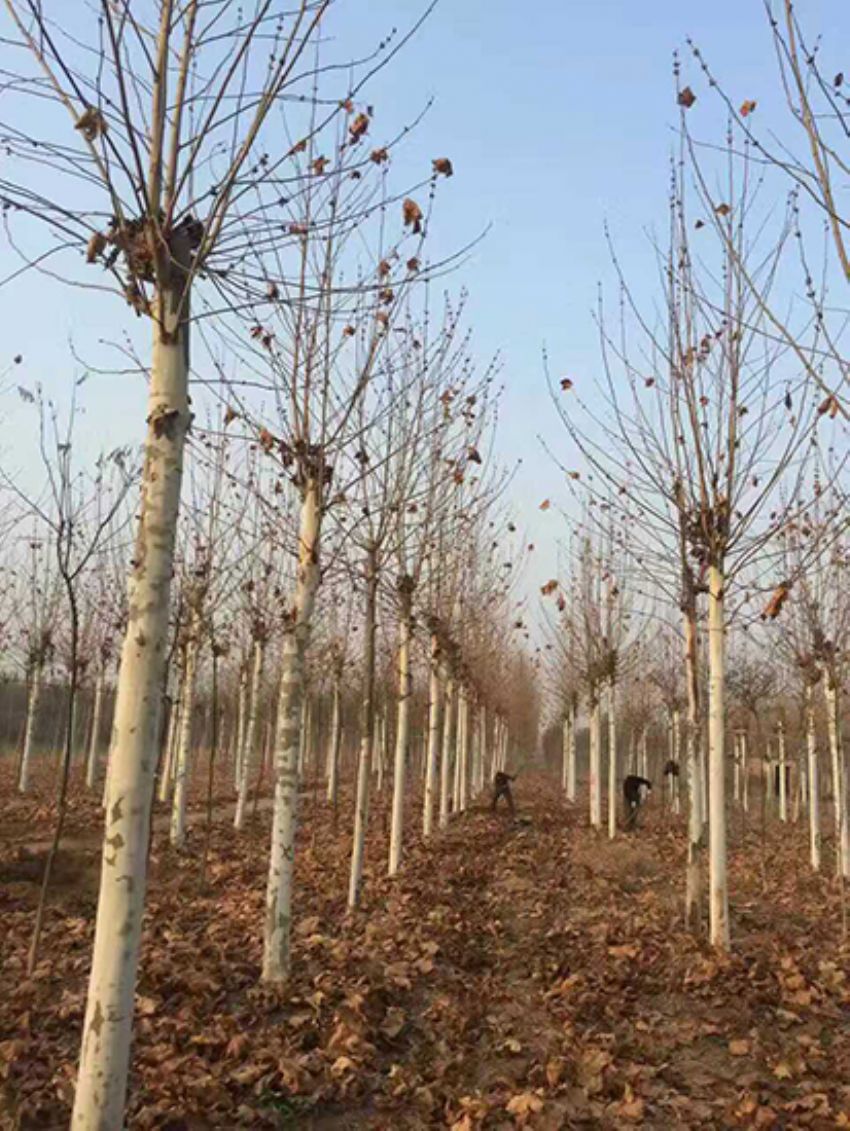 點(diǎn)擊查看詳細(xì)信息<br>標(biāo)題：法桐 閱讀次數(shù)：2358