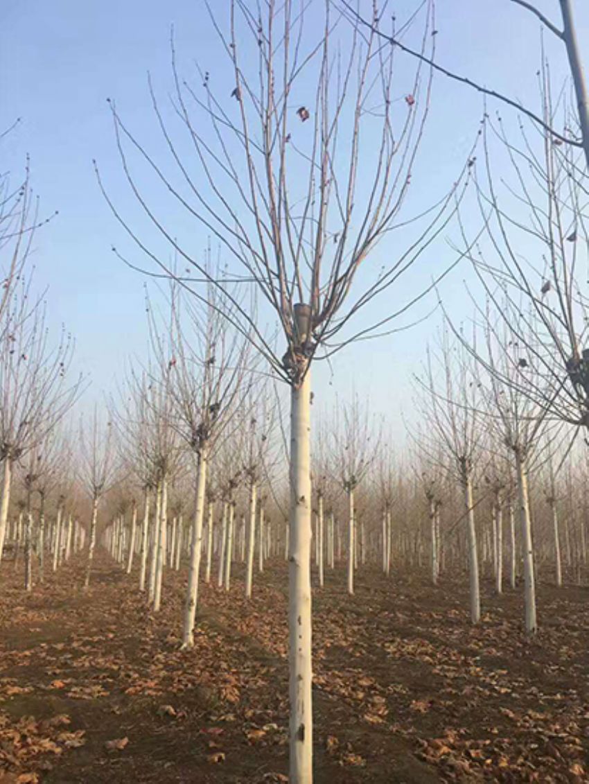 點擊查看詳細信息<br>標題：法桐 閱讀次數：3137