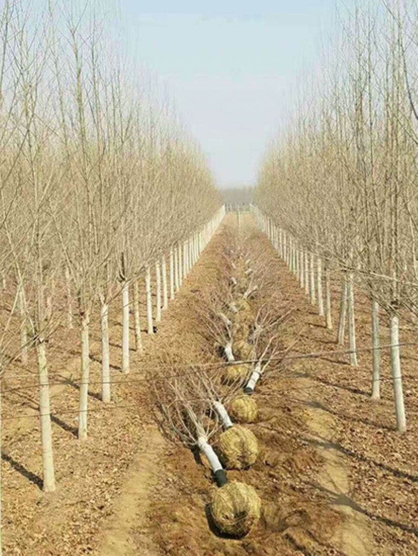 點擊查看詳細信息<br>標題：法桐 閱讀次數：3225