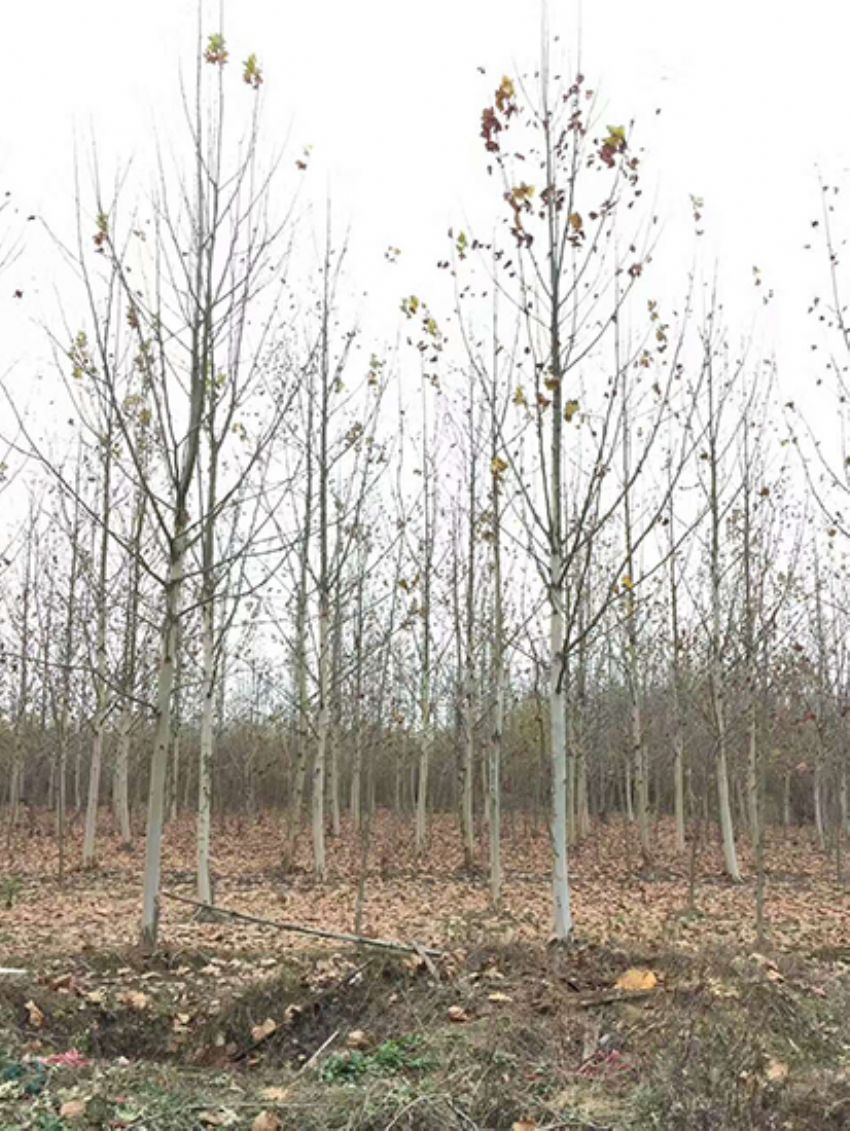 點擊查看詳細信息<br>標題：法桐 閱讀次數：3542