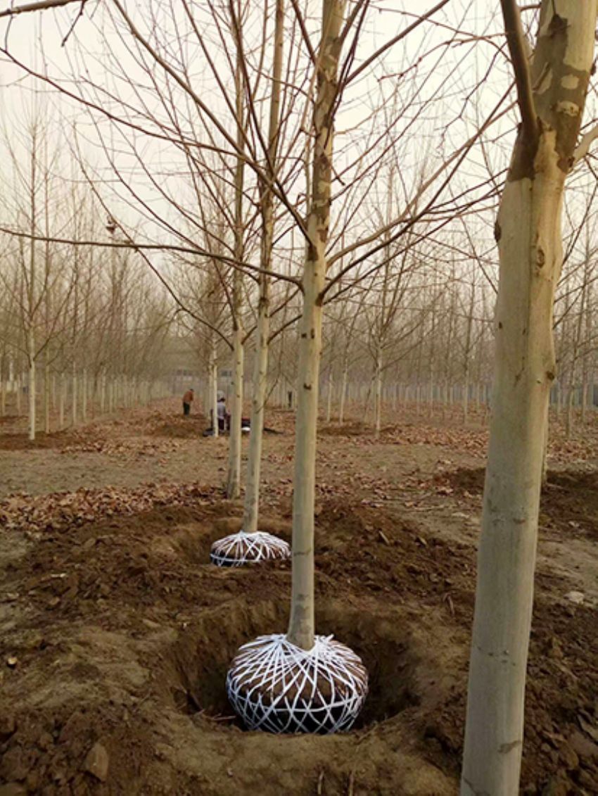 點擊查看詳細信息<br>標題：法桐 閱讀次數：3214