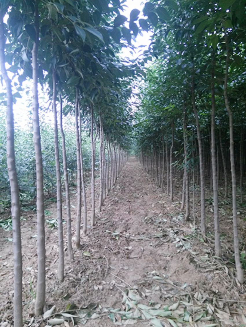 點擊查看詳細信息<br>標題：大葉女貞 閱讀次數：3434