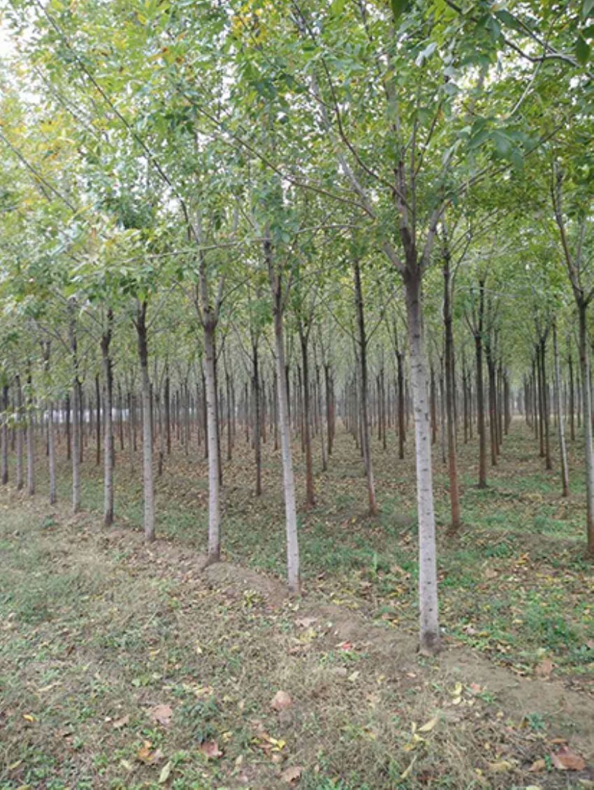 點擊查看詳細信息<br>標題：白蠟 閱讀次數：3158