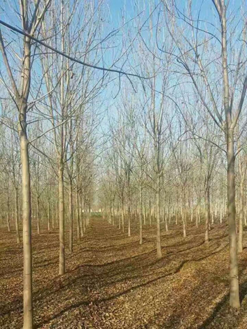 點擊查看詳細信息<br>標題：白蠟 閱讀次數：3065