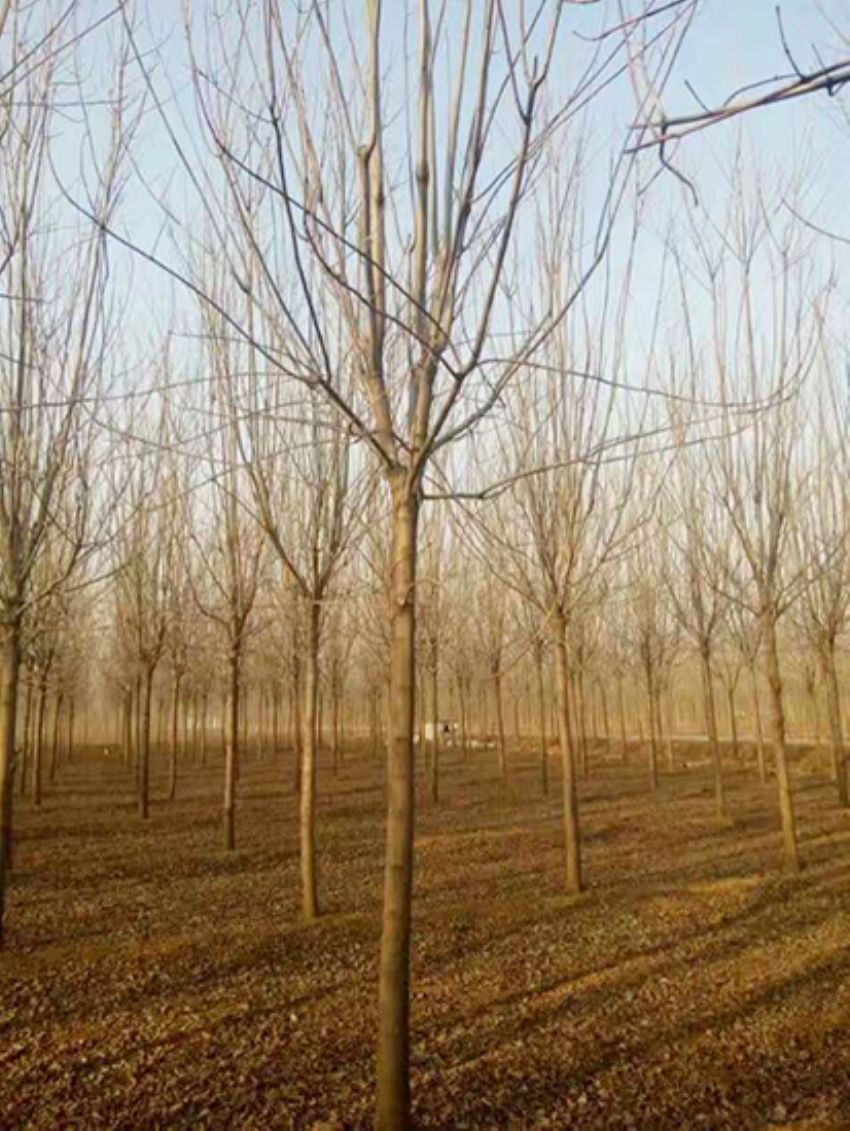 點擊查看詳細信息<br>標題：白蠟 閱讀次數：3141