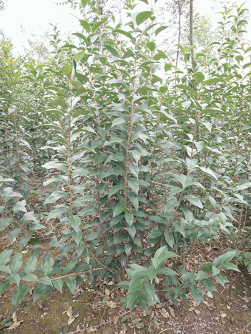 點擊查看詳細信息<br>標題：叢生女貞 閱讀次數：3251