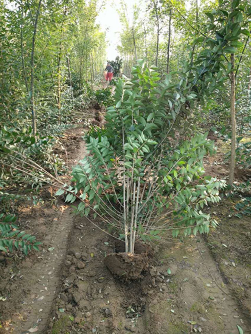 點擊查看詳細信息<br>標題：叢生女貞 閱讀次數：3381