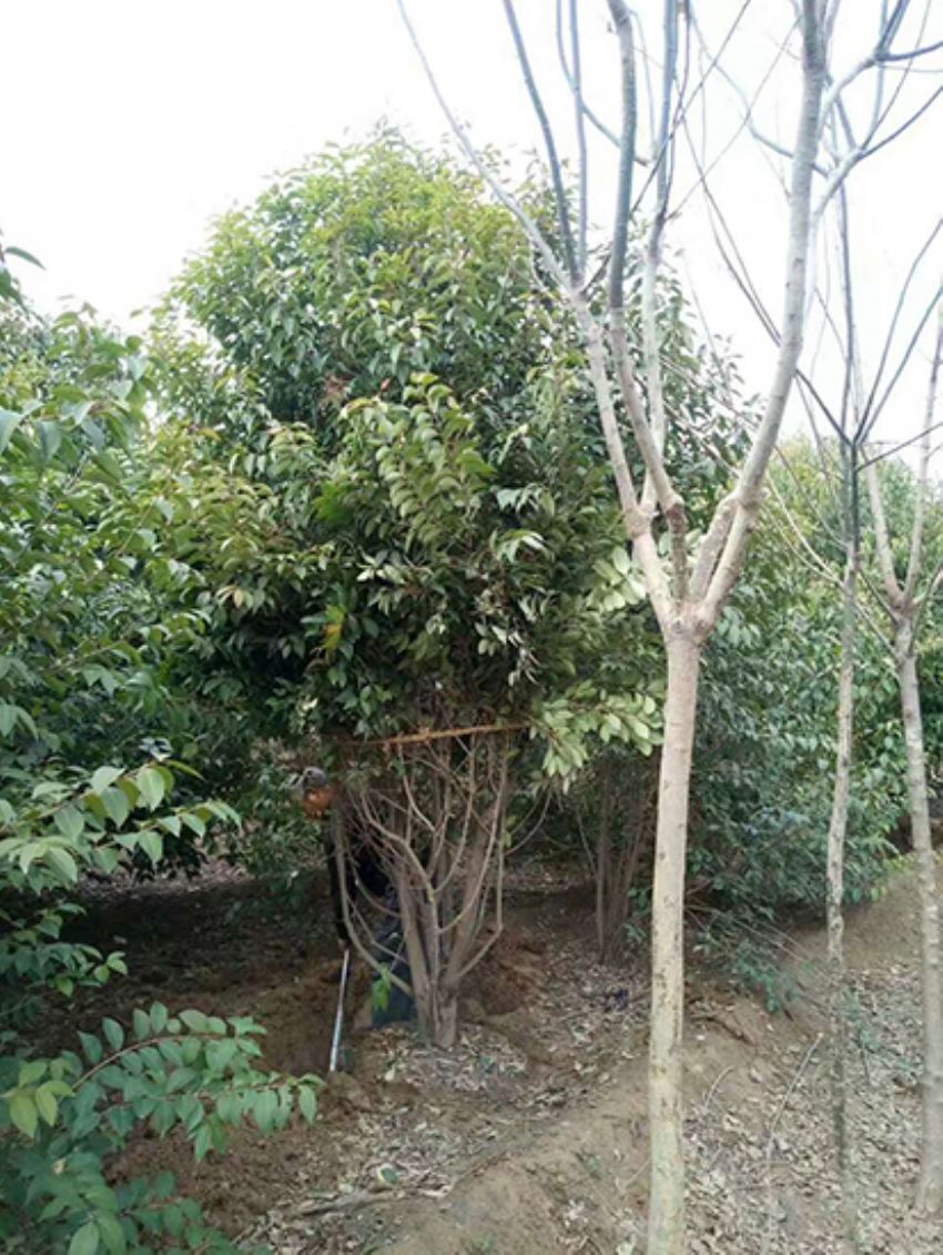 點擊查看詳細信息<br>標題：叢生女貞 閱讀次數：3193