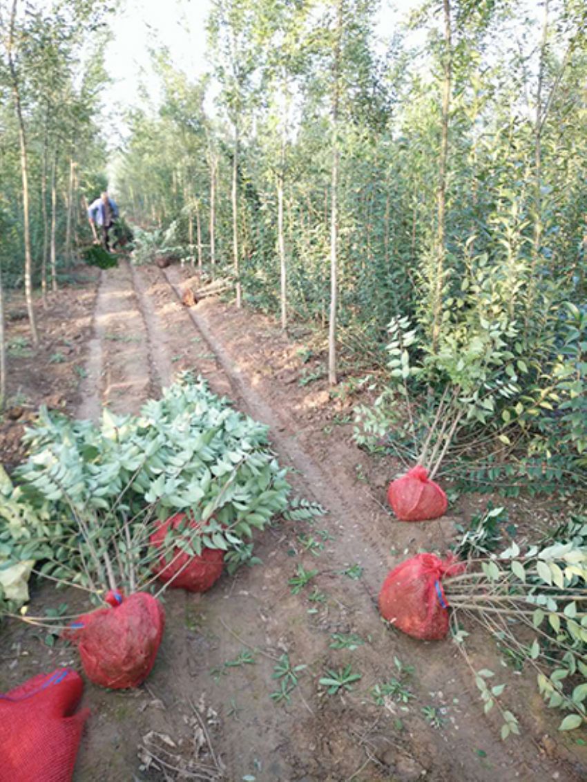 點擊查看詳細信息<br>標題：叢生女貞 閱讀次數：3199